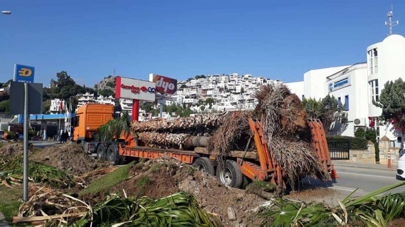 PALMİYE AĞAÇLARI YENİDEN YERİNE DİKİLDİ