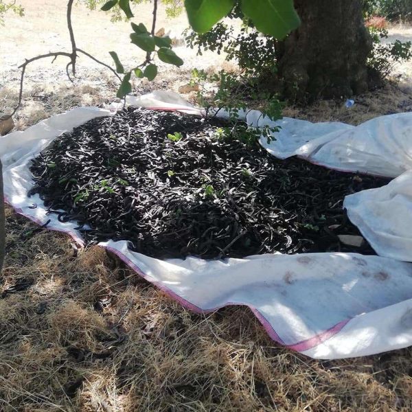 YANAN BÖLGELERE FİDAN DESTEĞİ VERDİK