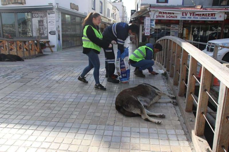 PANDEMİDE SOKAK HAYVANLARINA MAMA DESTEĞİ SAĞLADIK