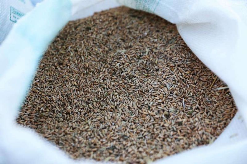 İLK KARAKILÇIK BUĞDAY HASADINI YAPTIK