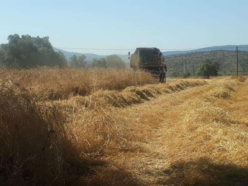 İLK KARAKILÇIK BUĞDAY HASADINI YAPTIK