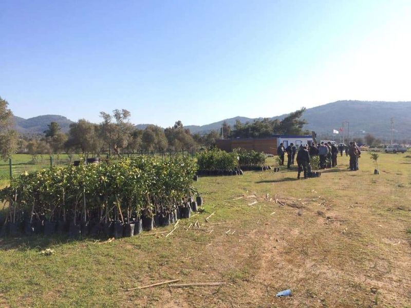 1550 ADET NARENCİYE FİDANI DAĞITIMI GERÇEKLEŞTİRDİK